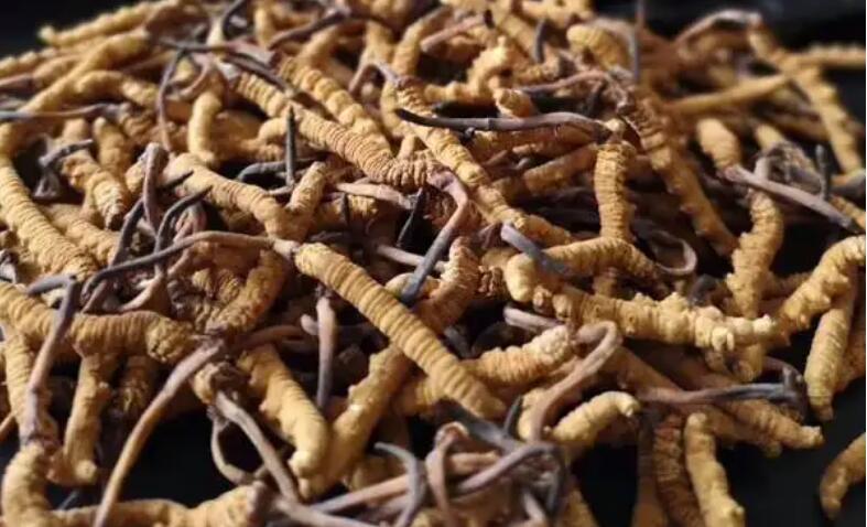 新鮮冬蟲夏草怎么保存,鮮草怎么吃?