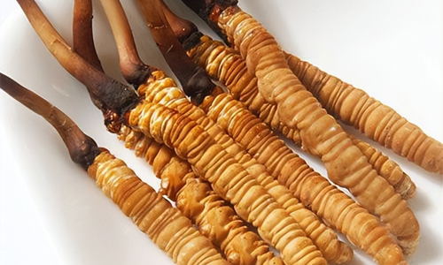 冬蟲夏草的吃法,冬蟲夏草的家常做法