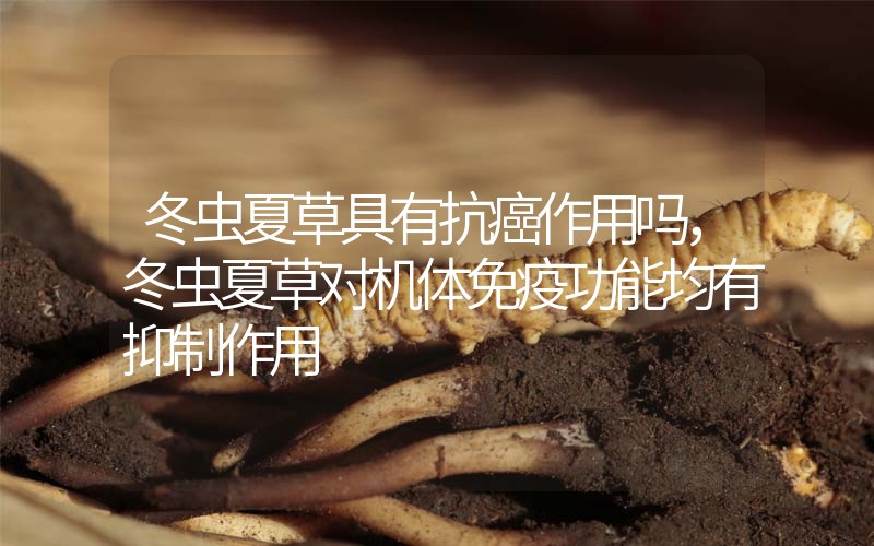 冬蟲(chóng)夏草具有抗癌作用嗎,冬蟲(chóng)夏草對(duì)機(jī)體免疫功能均有抑制作用