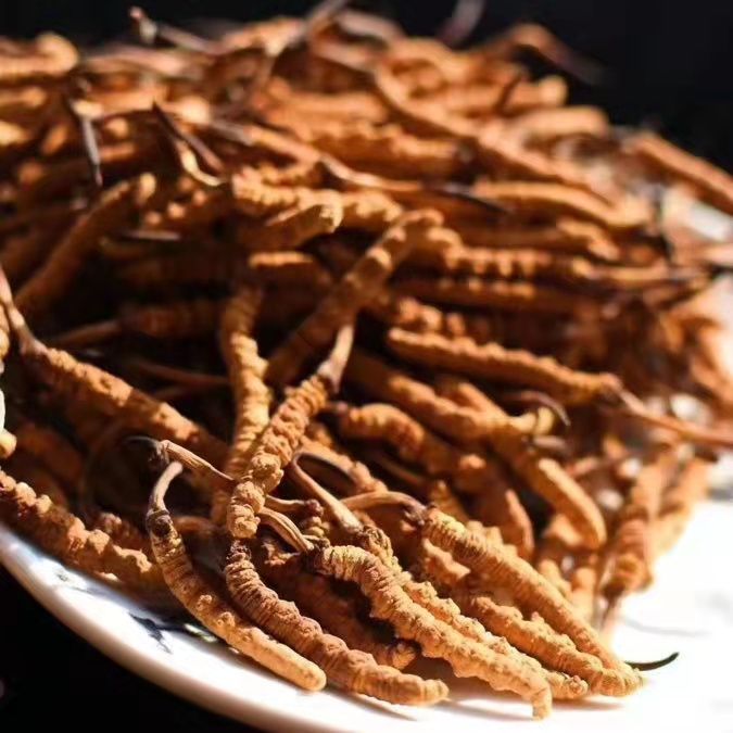 冬蟲夏草為什么這么貴呢?有便宜的能買嗎