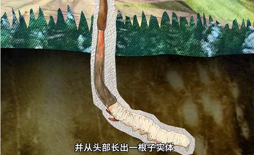 冬蟲夏草到底是蟲還是草?你猜到了嗎?
