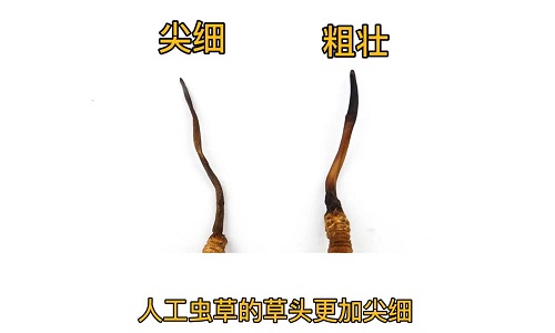 人工蟲草和野生蟲草如何分辨？人工冬蟲夏草怎么鑒別