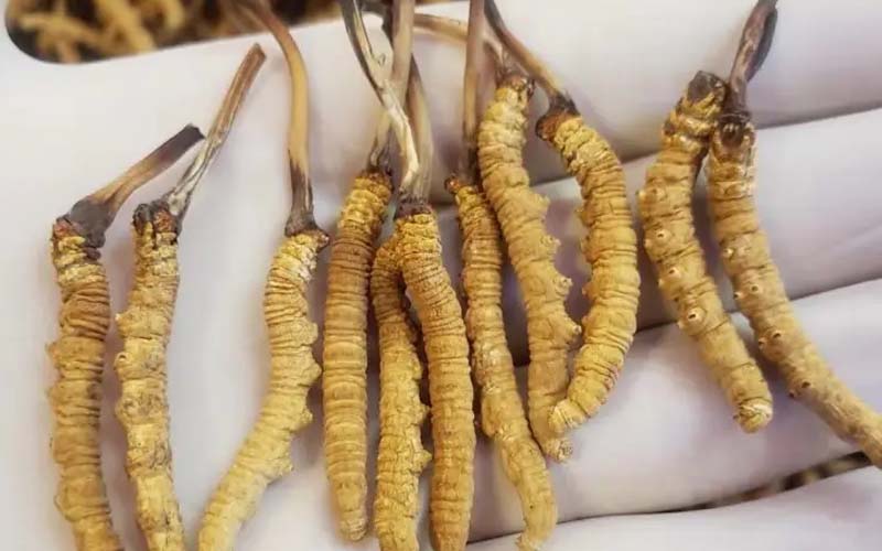 吃冬蟲夏草會過敏嗎？冬蟲夏草禁忌！