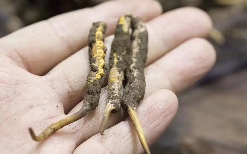 西藏那曲冬蟲(chóng)夏草批發(fā)價(jià)格?那曲蟲(chóng)草批發(fā)價(jià)多少錢(qián)一斤？