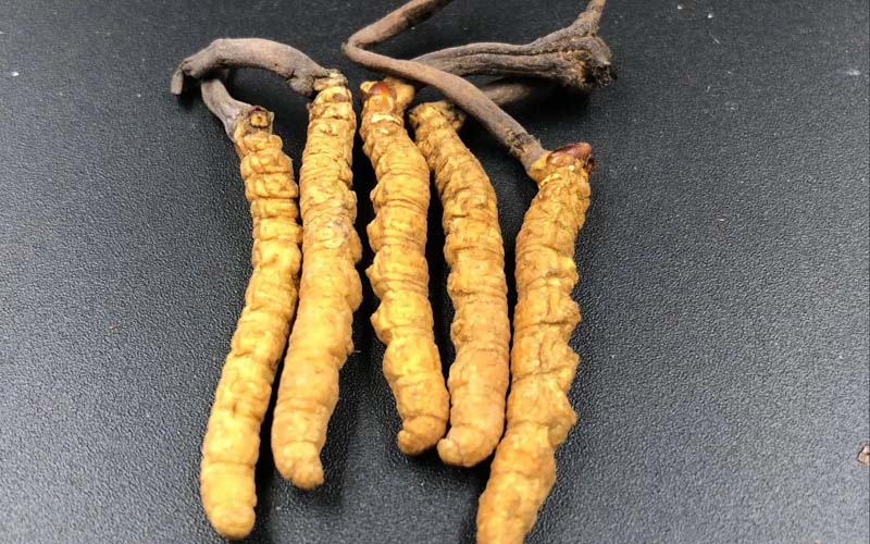 西藏那曲冬蟲夏草怎么辨別真假?那曲蟲草鑒別方法