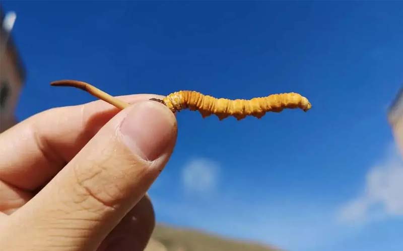 冬蟲夏草營養成分有哪些(蟲草營養作用)