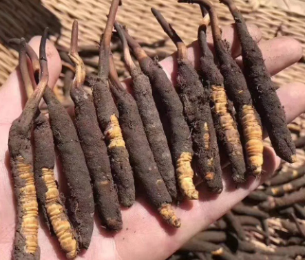 <a href=http://www.hazone.cn/xinxian/ target=_blank class=infotextkey>新<a href=http://www.hazone.cn/xinxian/ target=_blank class=infotextkey>鮮冬蟲夏草</a></a>