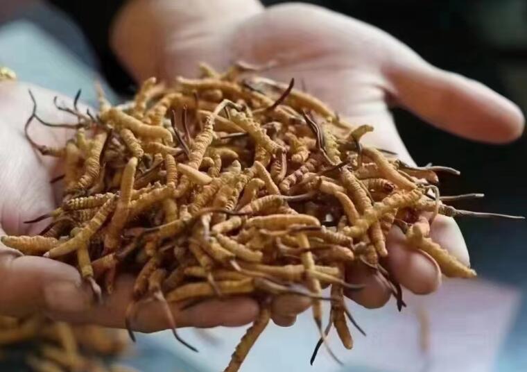 新鮮冬蟲夏草怎么洗最好？新鮮冬蟲夏草怎么清洗？