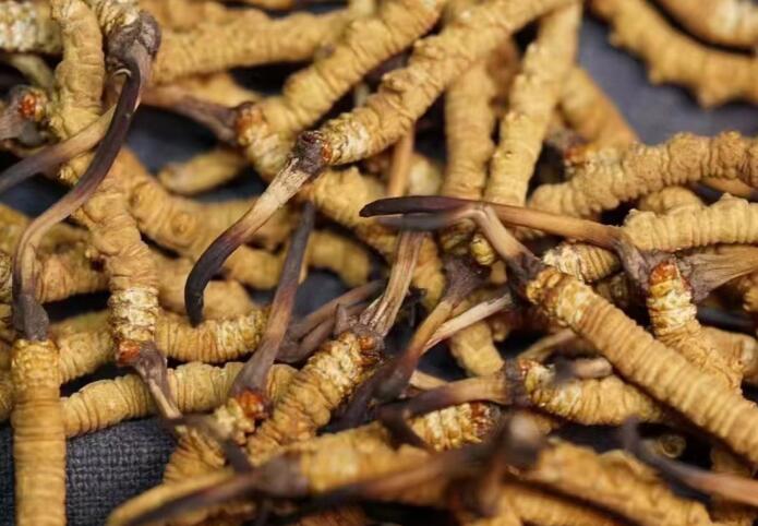 蟲草和冬蟲夏草區別,冬蟲夏草跟涼山蟲草的區別