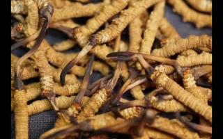 冬蟲夏草專用術語您知多少？