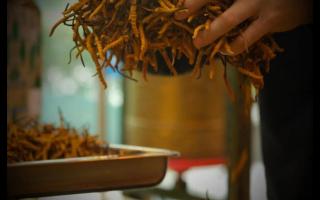 常見(jiàn)的冬蟲夏草補(bǔ)虛益氣食用方法