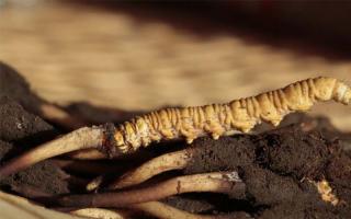 什么是凍干冬蟲夏草？