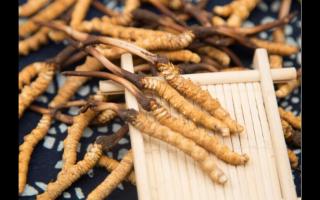 如何判斷冬蟲(chóng)夏草是否新鮮?