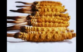 選擇新鮮冬蟲(chóng)夏草，就相當(dāng)于選擇健康和品質(zhì)