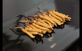 剛采挖出來的冬蟲夏草怎么保存?