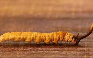 什么是冬蟲夏草?冬蟲夏草的產(chǎn)地怎么樣?