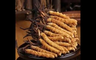 冬蟲夏草長毛了還有作用嗎?蟲草長毛怎么辦?