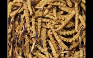 冬蟲夏草的用量和用法你吃對了嗎?