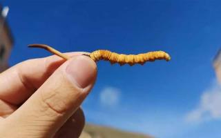 野生的冬蟲夏草應如何分辨等級!