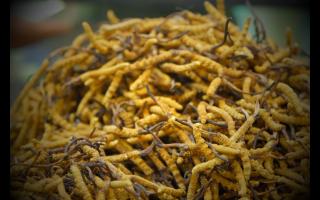 檢驗冬蟲夏草好壞的標準有哪些！