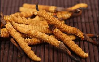 全國(guó)幾大冬蟲夏草產(chǎn)地揭秘，你知道幾個(gè)？