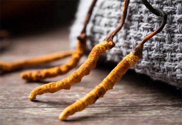 冬蟲夏草能治什么 冬蟲夏草常用于滋補養生