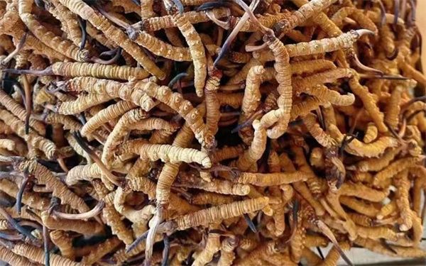 挑選優質冬蟲夏草的5個要點 冬蟲夏草有一種特殊的天然香氣