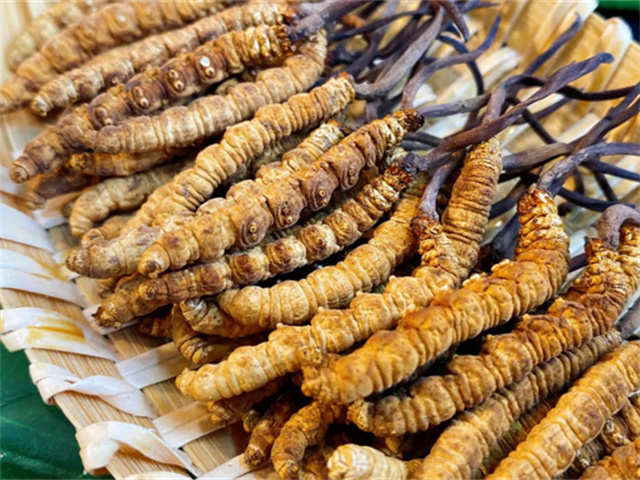 天然冬蟲夏草是怎么形成的？天然冬蟲夏草的形成過程