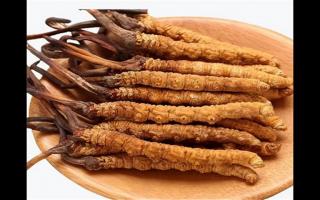 冬蟲夏草和蛹蟲草有哪些地方不一樣?冬蟲夏草和蛹蟲草6個方面的區別