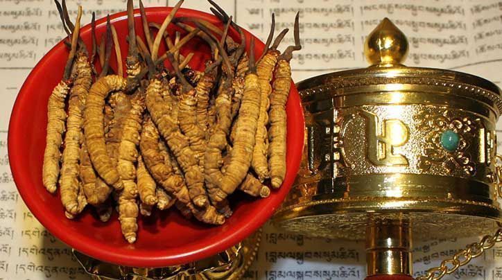 <a href=http://www.hazone.cn/ target=_blank class=infotextkey>那曲<a href=http://www.hazone.cn/ target=_blank class=infotextkey>冬蟲夏草</a></a>的有哪些藥用價(jià)值