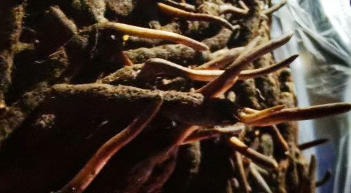 <a href=http://www.hazone.cn/xinxian/ target=_blank class=infotextkey>新<a href=http://www.hazone.cn/xinxian/ target=_blank class=infotextkey>鮮冬蟲夏草</a></a>的多種食用方法