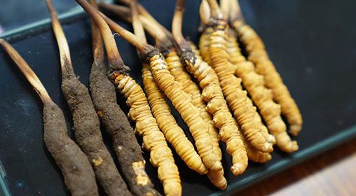 新鮮冬蟲(chóng)夏草一克大概多少錢(qián)