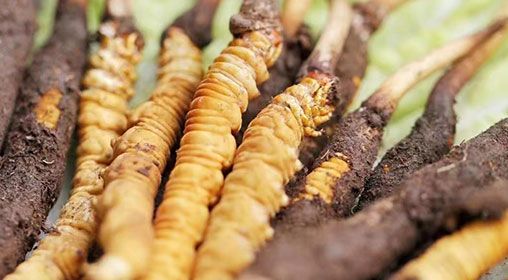 <a href=http://www.hazone.cn/xinxian/ target=_blank class=infotextkey>新<a href=http://www.hazone.cn/xinxian/ target=_blank class=infotextkey>鮮冬蟲夏草</a></a>怎么洗 