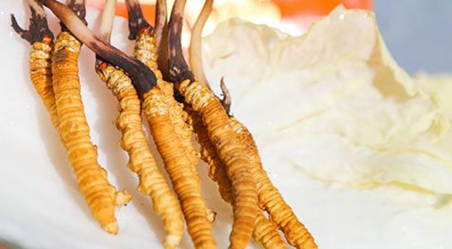 <a href=http://www.hazone.cn/xinxian/ target=_blank class=infotextkey>新<a href=http://www.hazone.cn/xinxian/ target=_blank class=infotextkey>鮮冬蟲夏草價格</a></a>