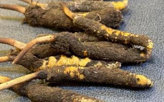 新鮮冬蟲夏草壞了：原因、識別與應對策略