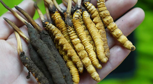 新鮮冬蟲夏草營養價值