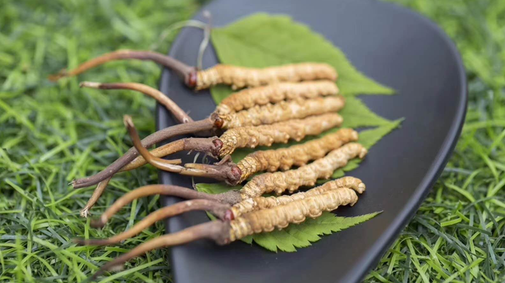 <a href=http://www.hazone.cn/xinxian/ target=_blank class=infotextkey>鮮冬蟲夏草價格</a>揭秘:一根究竟值多少錢?