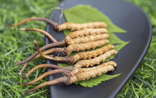 鮮冬蟲夏草價格揭秘:一根究竟值多少錢?