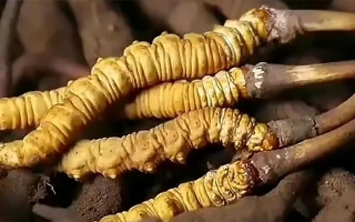 冬蟲夏草鮮草冷凍保存全指南:鎖住營養(yǎng),延長鮮美