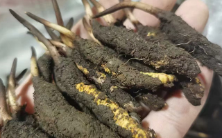 冬蟲夏草鮮草保存指南:三招鎖住天然精華