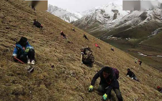 那曲冬蟲夏草鮮草季節(jié):自然的饋贈(zèng)