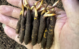 冰鮮冬蟲夏草晾干指南