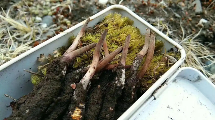 冬蟲夏草鮮草季：邂逅高原至寶，開啟健康滋養(yǎng)新體驗(yàn)