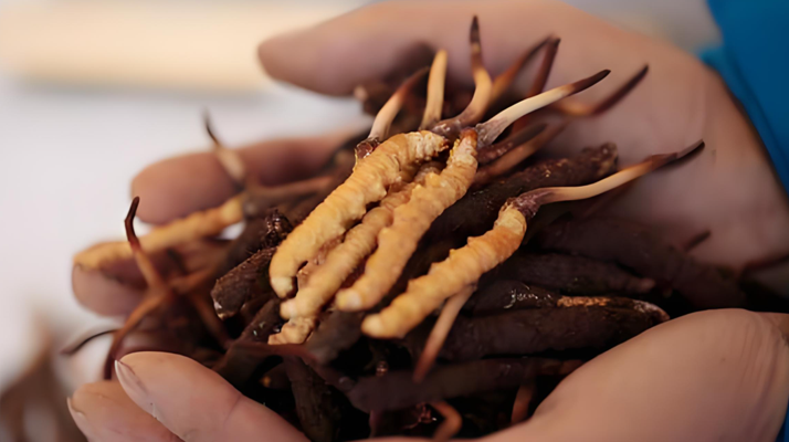 冬蟲夏草：冰與火的養生哲學