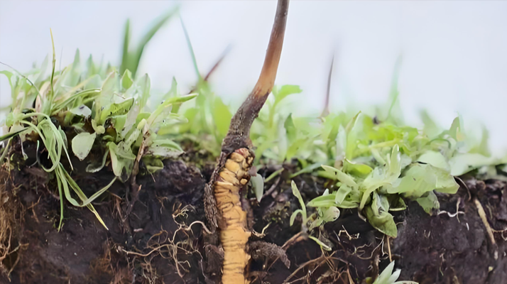 冬蟲夏草鮮草：鮮活的生命力，至臻的養生之選