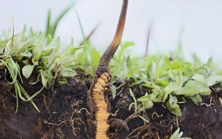 冬蟲夏草鮮草：鮮活的生命力，至臻的養(yǎng)生之選