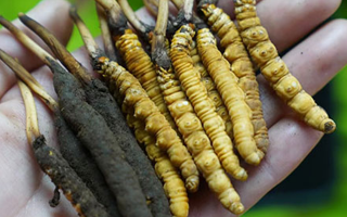冬蟲夏草泡酒：鮮草入酒，鎖住精華的養生之道