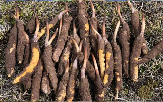 冬蟲夏草:干的好還是新鮮的妙?