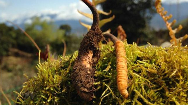 新鮮冬蟲(chóng)夏草多少錢(qián)一斤?深度解析價(jià)格背后的奧秘