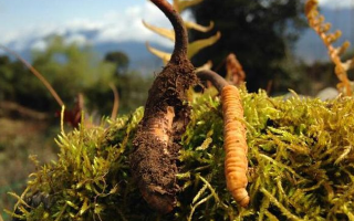 新鮮冬蟲夏草多少錢一斤?深度解析價(jià)格背后的奧秘